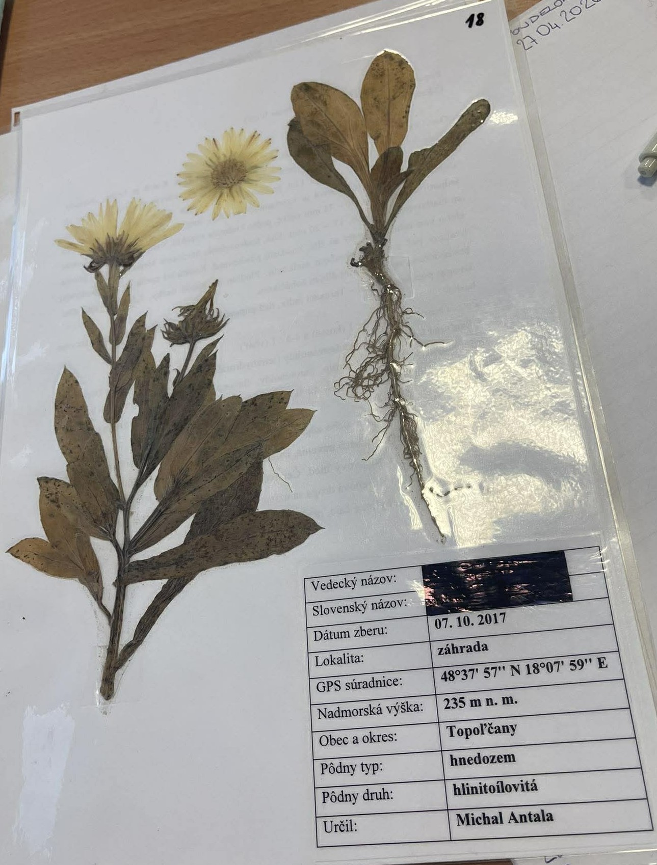Rastlina Calendula officinalis